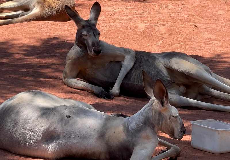 avusturalya turu kanguru